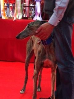 Visite au Salon Chiens Chats ... Visite au Salon Chiens Chats ...