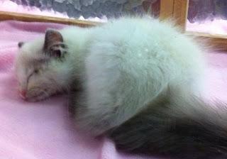 Visite au Salon Chiens Chats ... Visite au Salon Chiens Chats ...