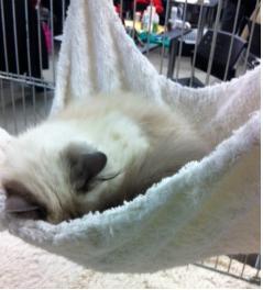 Visite au Salon Chiens Chats ... Visite au Salon Chiens Chats ...