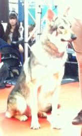 Visite au Salon Chiens Chats ... Visite au Salon Chiens Chats ...