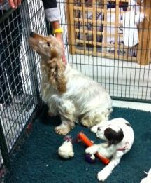 Visite au Salon Chiens Chats ... Visite au Salon Chiens Chats ...