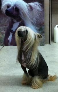 Visite au Salon Chiens Chats ... Visite au Salon Chiens Chats ...