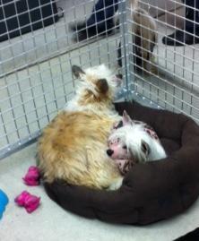 Visite au Salon Chiens Chats ... Visite au Salon Chiens Chats ...