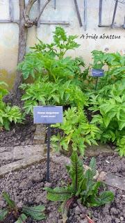 Fête des plantes vivaces à Saint-Jean-de-Beauregard