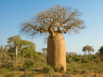 L'huile de baobab, précieuse L'huile de baobab, précieuse
