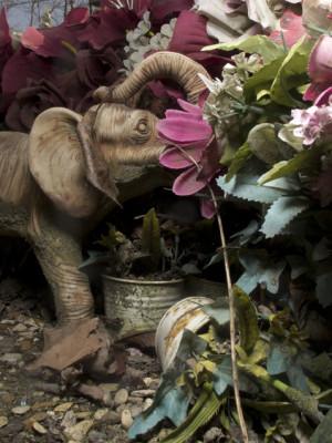 Le cimetière des chiens photographie de Juliette Angotti