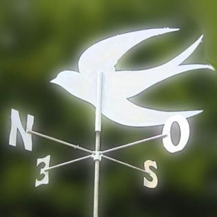 Sweet white… hirondelle blanche