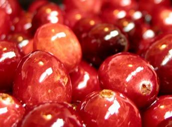 Du cranberry pour les troubles urinaires