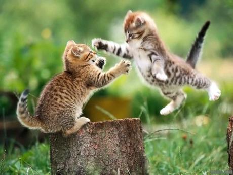 Epic-Pussy-Fight