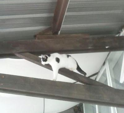 Un Schweppes et des pubards Un Schweppes et des pubards