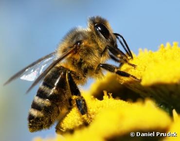 Pesticides : l'UE vote un sursis pour les abeilles
