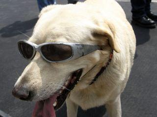 A New Taipei, les crottes de chien valent de l’or !!! A New Taipei, les crottes de chien valent de l’or !!!