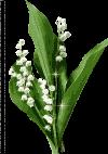 Fête du Muguet - muguet_pt-1.gif