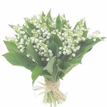 9f7a5ab7 Après la pluie …le muguet