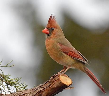 femelle-cardinal.jpg