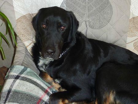 La dernière trouvaille de ma maîtresse P1130638