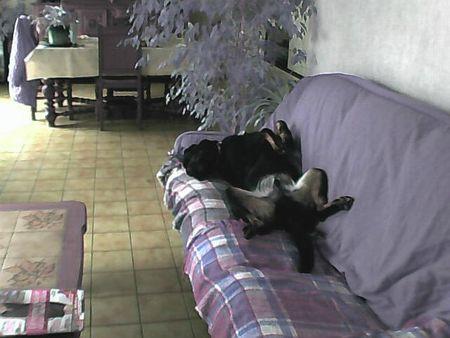 La dernière trouvaille de ma maîtresse Neeko sur le canapé