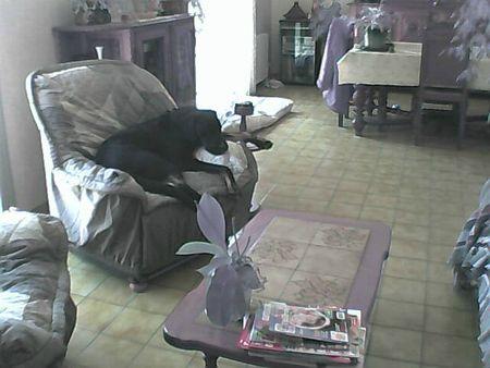 La dernière trouvaille de ma maîtresse Neeko sur la nouvelle housse d'un fauteuil