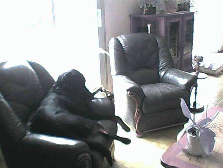 La dernière trouvaille de ma maîtresse Neeko sur le 2ème fauteuil