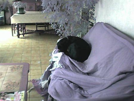 La dernière trouvaille de ma maîtresse housse de canapé