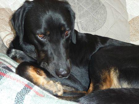 La dernière trouvaille de ma maîtresse P1130636