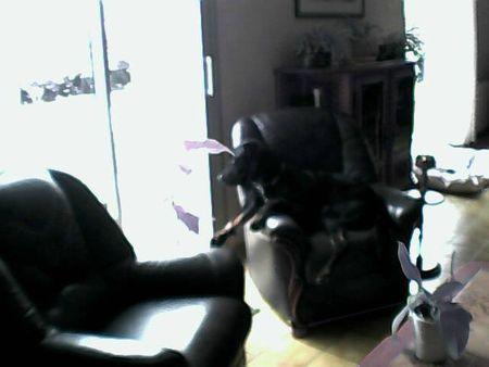 La dernière trouvaille de ma maîtresse Neeko sur le fauteuil