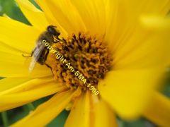 abeilles et biodiversité
