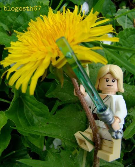 Cramaillotte Luke-Skywalker-Vs-Pissenlit