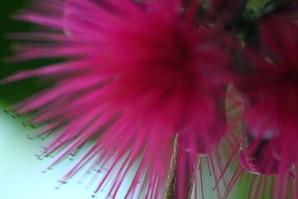 Cacaoyer et pomme malacca nous revoila jardin de mai 075