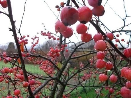Rouge bordeaux Rouge bordeaux