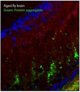 VIEILLISSEMENT: Parkin, un gène de Parkinson, capable de prolonger la vie? – PNAS