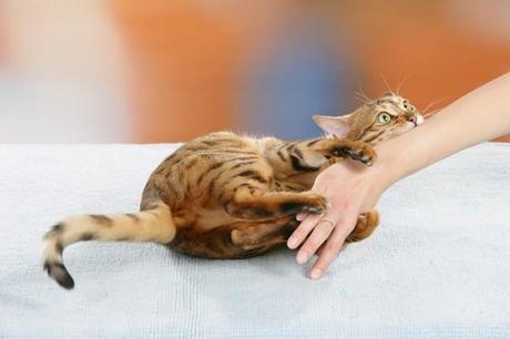 Le chat peureux en consultation: signes et conséquences ( Partie I) chat_peureux_en_consultation