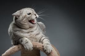Le chat peureux en consultation: signes et conséquences ( Partie I) chat_peur
