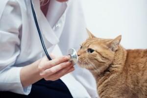 Le chat peureux en consultation: signes et conséquences ( Partie I) chat_en_consultation