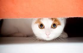 Le chat peureux en consultation: signes et conséquences ( Partie I) chat_peureux_caché