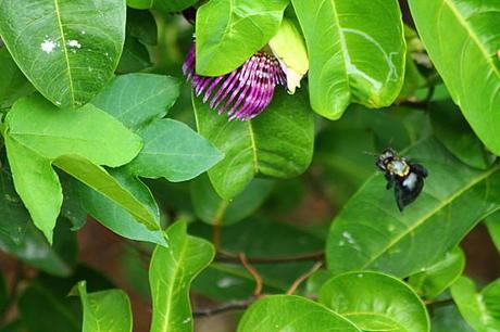 le vol du VonVon les-animaux2-0846.JPG