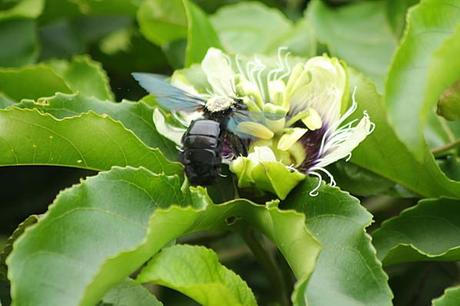 Clic sur l'image les-animaux2-0859.JPG