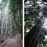 Chris Drury – Land Art Redwood Vortex