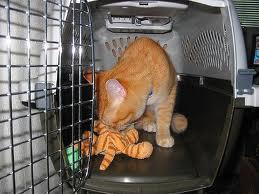 Comment gérer un chat peureux en consultation : mesures préventives ( Partie II) jouet_cage_transport