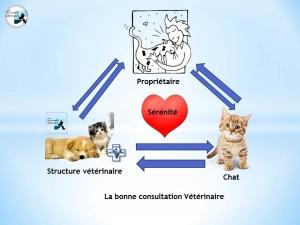 Comment gérer un chat peureux en consultation : mesures préventives ( Partie II) chat peureux en consultation