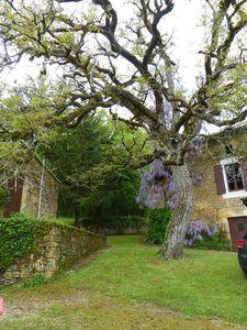 Il pleut à verse ! végétation 006