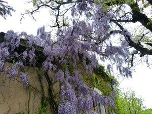 Il pleut à verse ! végétation 001