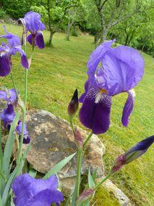 Il pleut à verse ! végétation 005