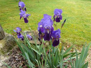 Il pleut à verse ! végétation 004