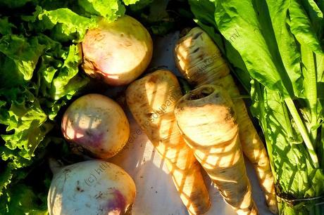 Panier semaine 19 / Basket Week 19 Panier semaine 19 / Basket Week 19