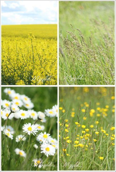 A la campagne.... NATURE1