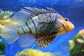 musée2 Sortie à Monaco le 6 juin