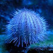 musée4 Sortie à Monaco le 6 juin