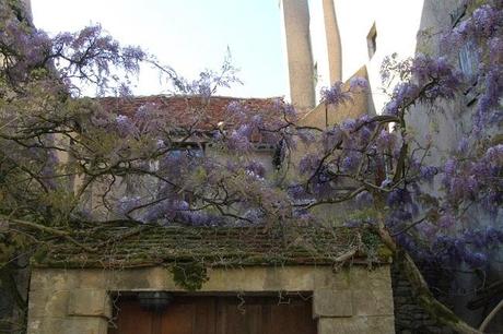 vézelay glycines mai 2009 (14) Vézelay et ses glycines