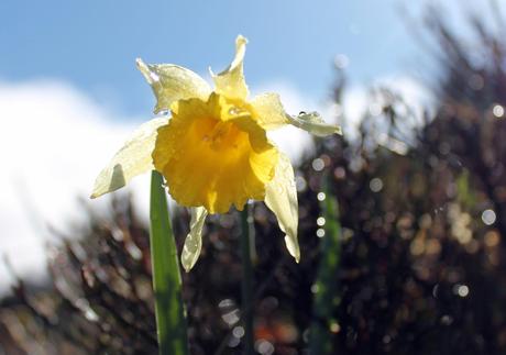 Lacs Pavin et Montcineyre Lacs Pavin et Montcineyre
